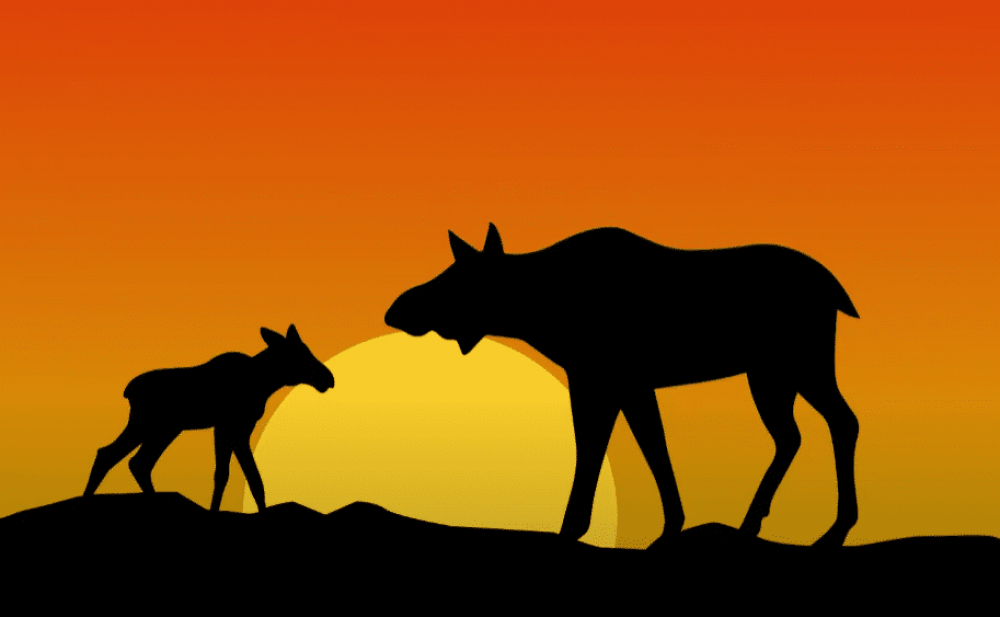 Что делать при встрече с лосем