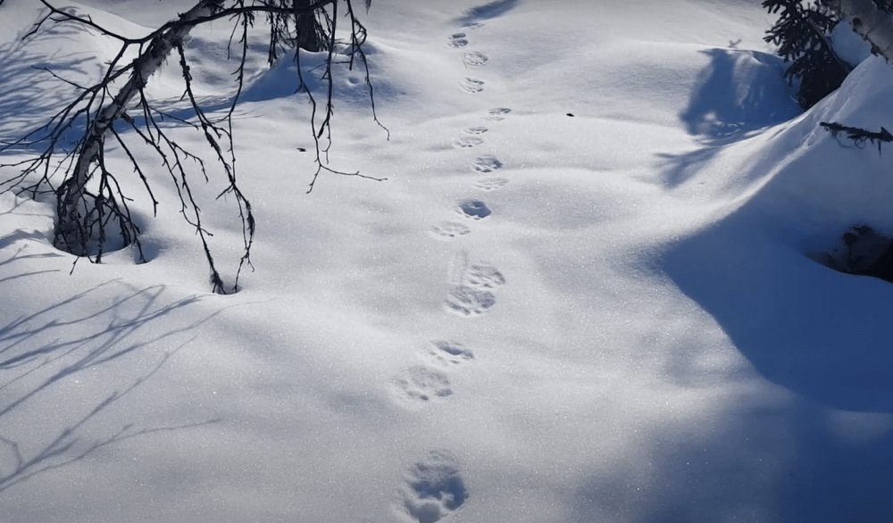 След рыси: зимой на снегу