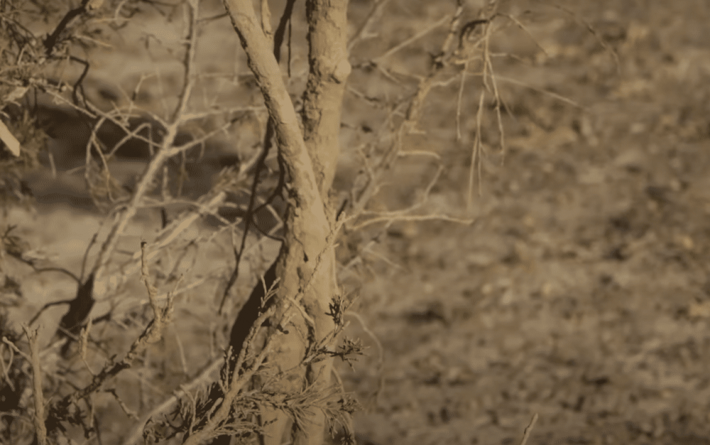 Как выглядят следы кабана