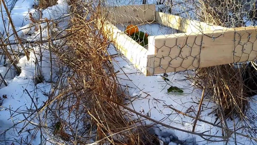 Самодельные ловушки на зайца