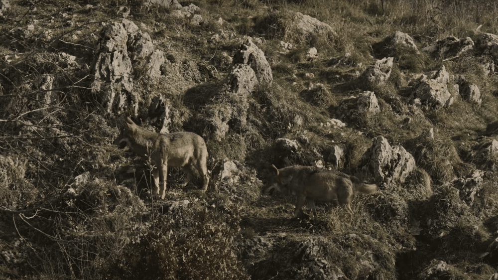 Как выглядит след волка