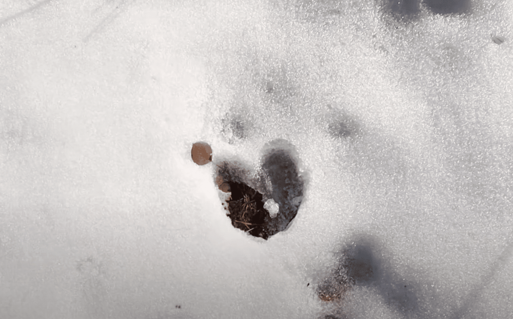 Следы лосей