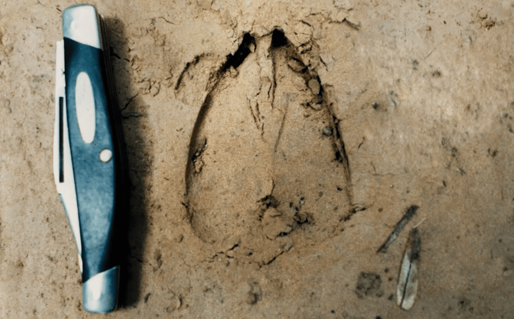 Как выглядят следы кабана