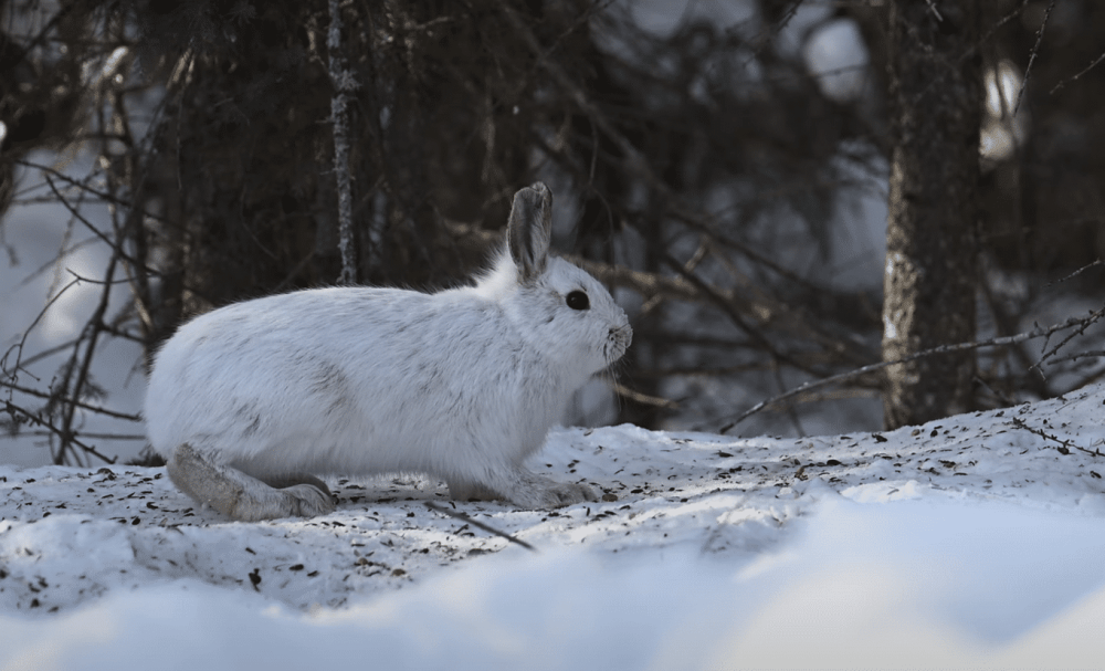 Как выглядят следы зайца