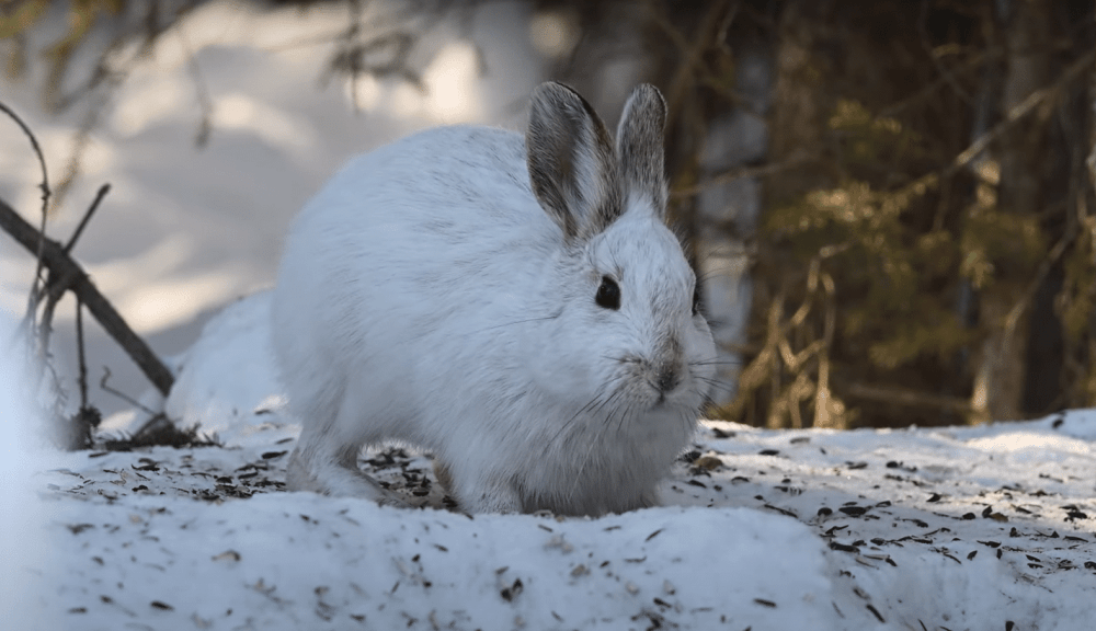 Как выглядят следы зайца