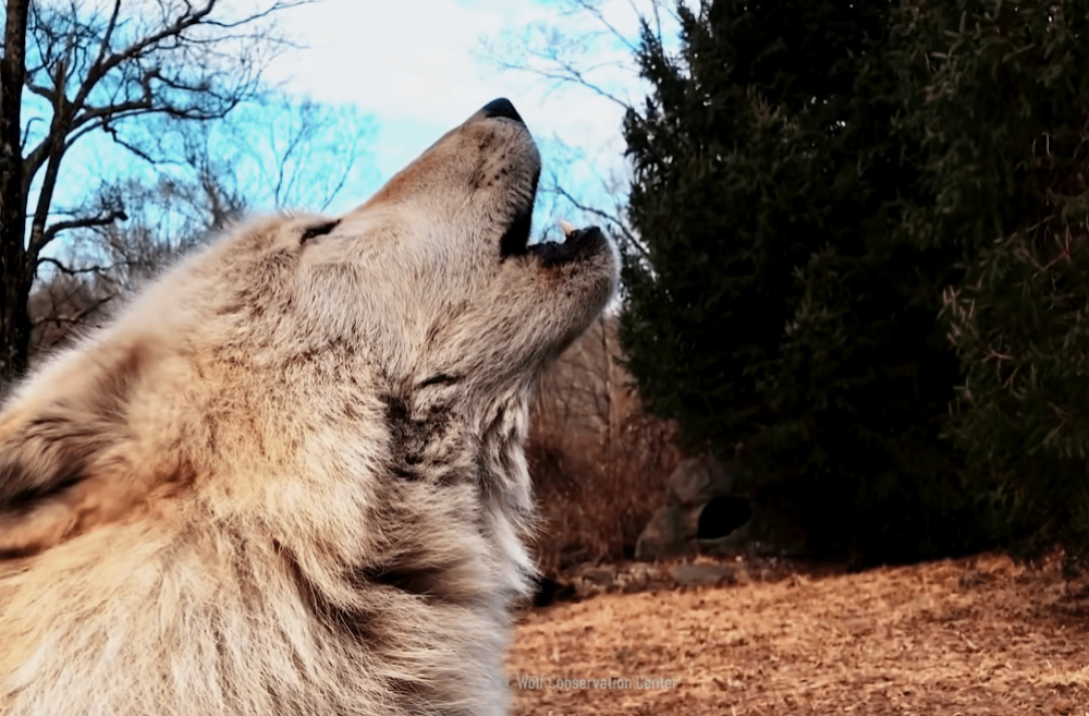 Что делать при встрече с волком